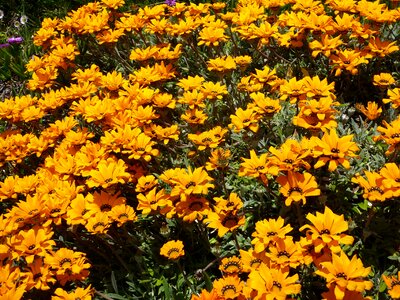 Yellow gazania massif
