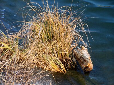 Water driftwood tree nature
