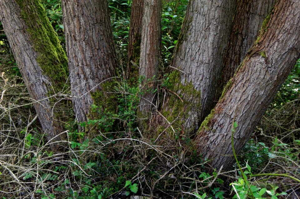 Nature bark tribe