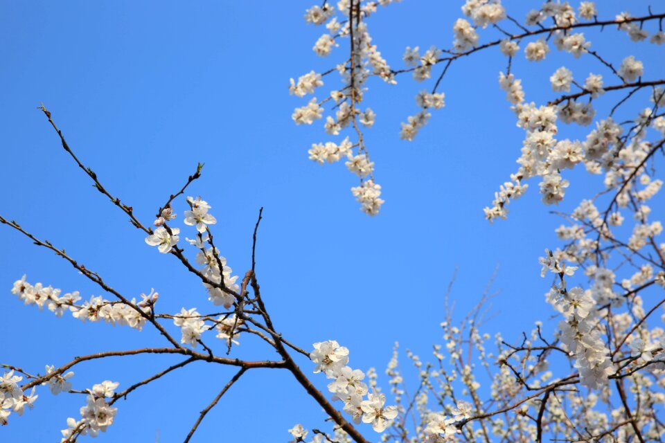 Peach blossom flowers and trees artistic conception