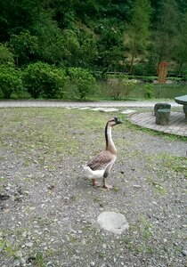 Taiwan landscape pet