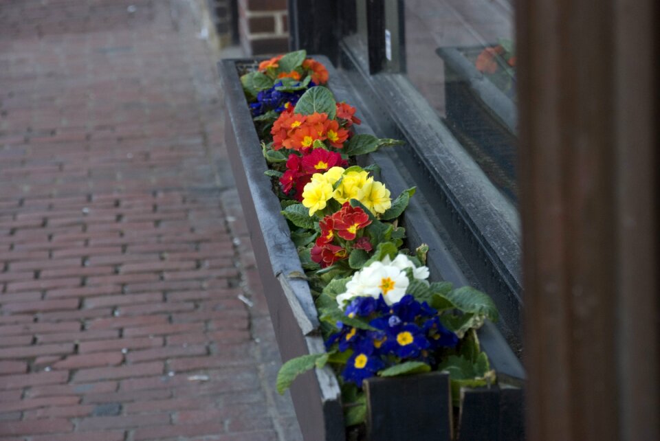 Charles st flowers