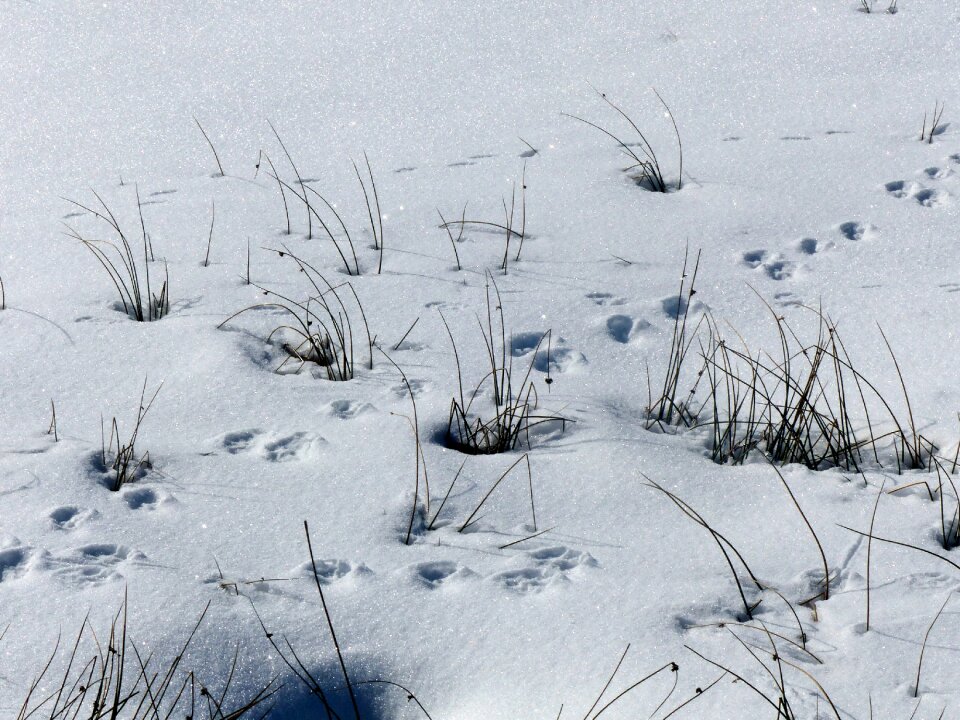 Snow animal tracks dried grass