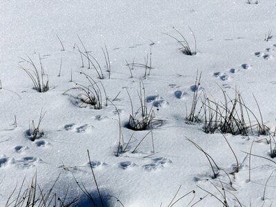 Snow animal tracks dried grass