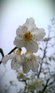 Peach blossom flower plant photo