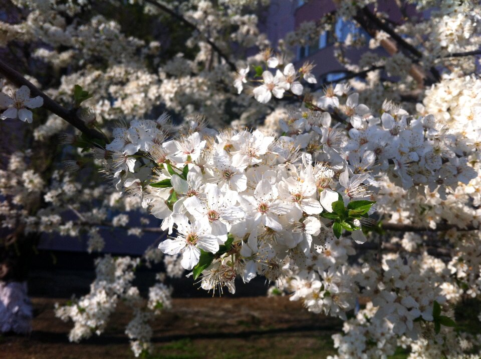 Flowers spring white