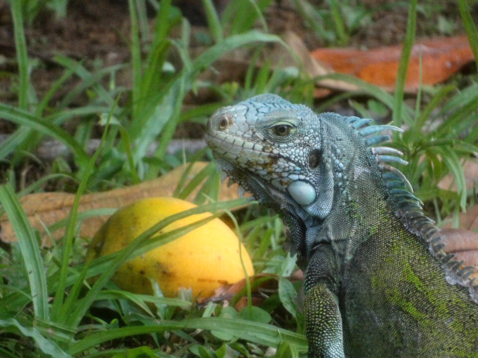 Iguana nature cayenne