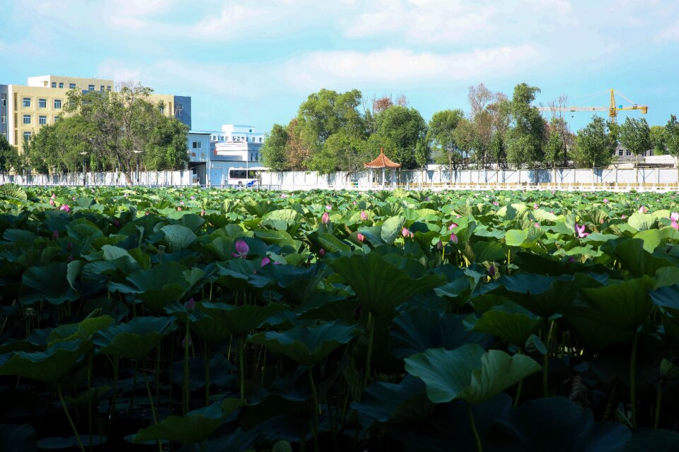 The scenery lotus scene