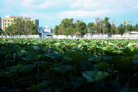 The scenery lotus scene