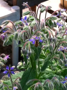 Borage officinalis