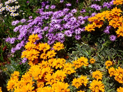 Yellow violet massif