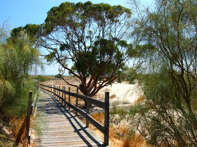 Trees bridge sand