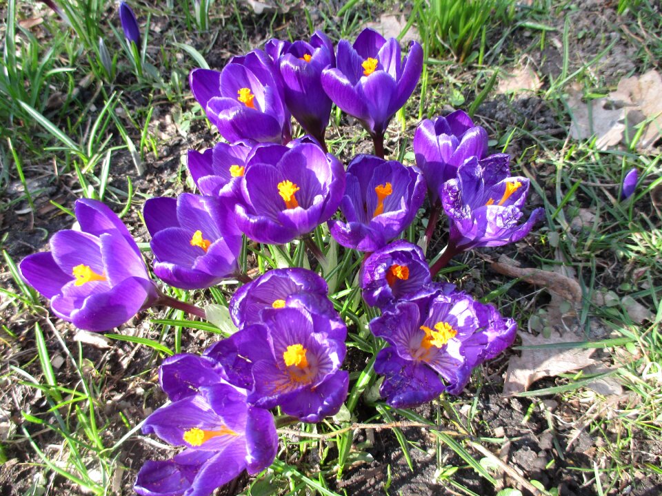Purple bloom nature