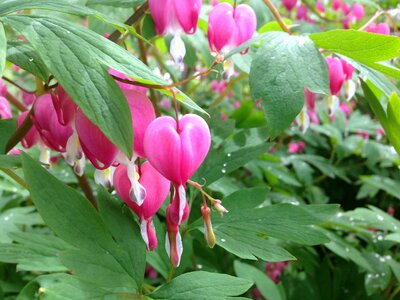 Nature pink garden photo