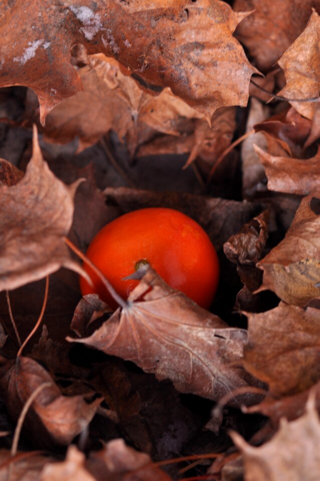 Mandarin autumn foliage brown
