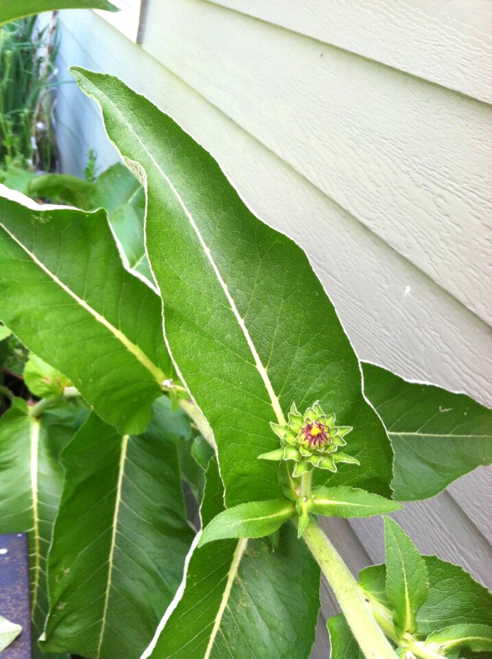 Plant herbal nature