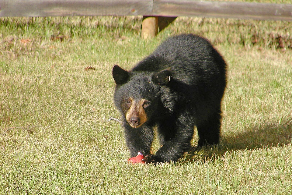 Fur wildlife wild