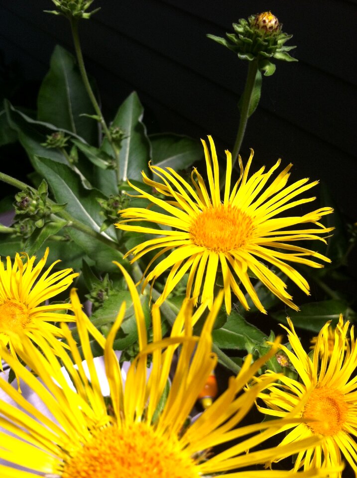 Plant medicinal nature