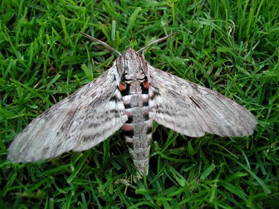 Furry butterfly insect