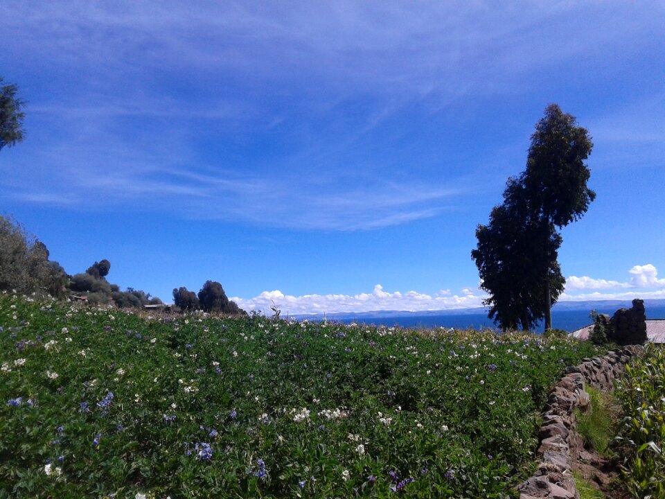 Flowers nature landscape