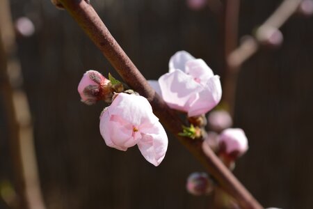 Almond flowers branches natural photo