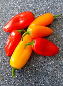 Orange red vegetable photo