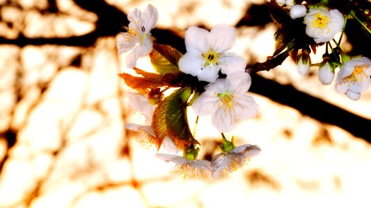 Spring flowering tree cherry blossom