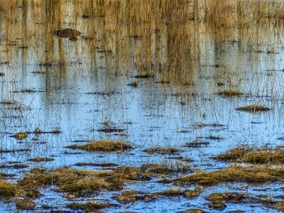 Plant landscape reflection