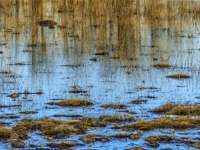 Plant landscape reflection photo