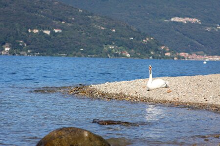 Water swans bird