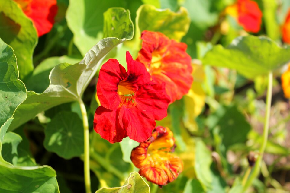 Blossom bloom orange