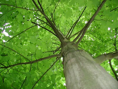Tribe tree green leaves