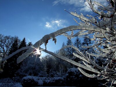 Winter garden tree