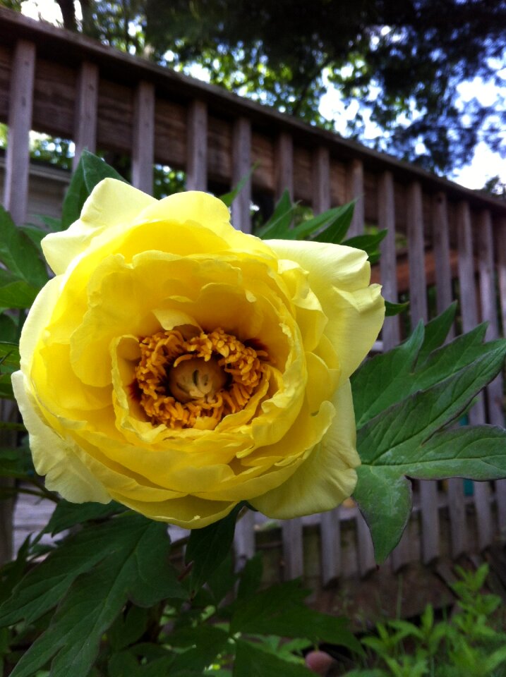 Rose garden
