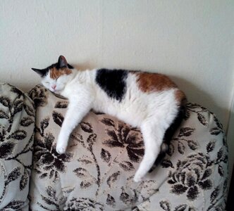 Relaxation cosiness cute