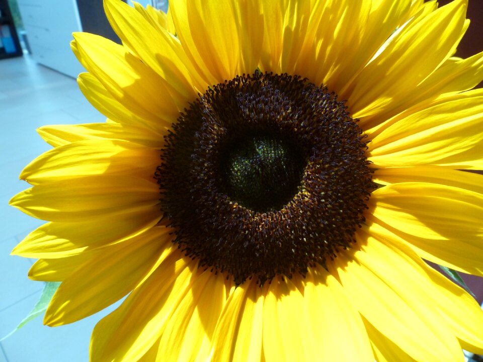 Yellow blossom bloom