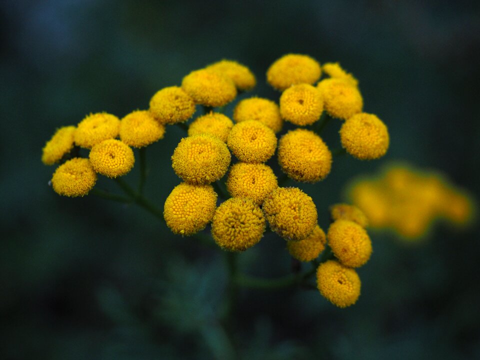 Tanacetum vulgare chrysanthemum vulgare worm herbal