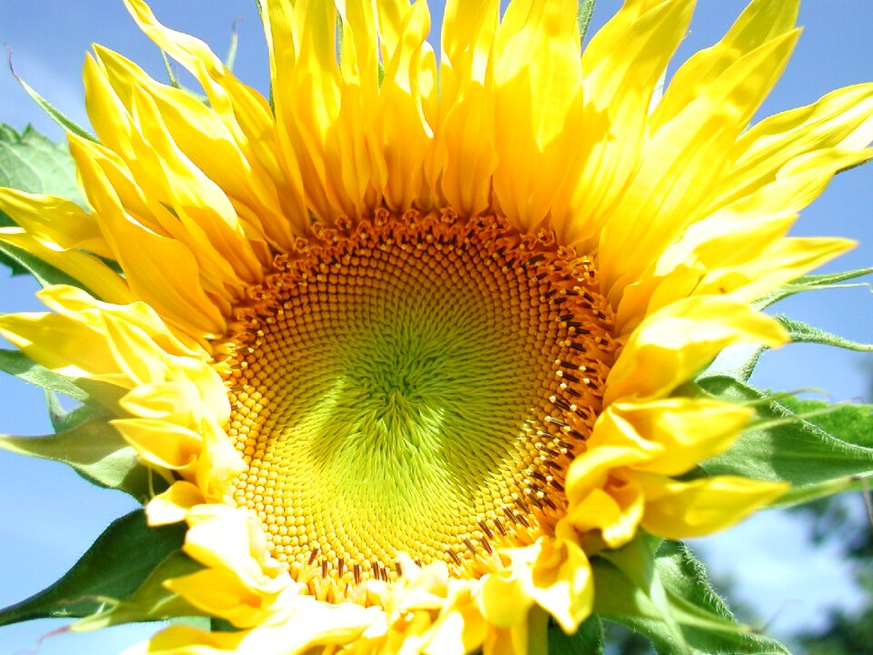 Flower sunshine late summer flower