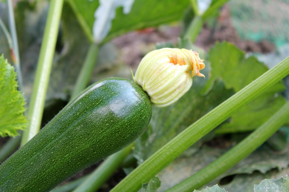 Bloom zucchini flower vegetables