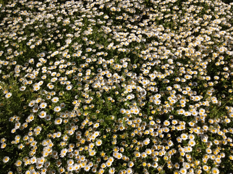 Flower meadow grass daisies