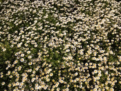 Flower meadow grass daisies