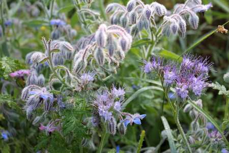 Blossom bloom herbs