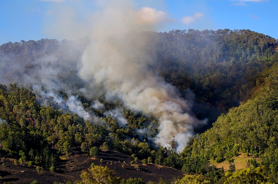 Bush trees wildfire