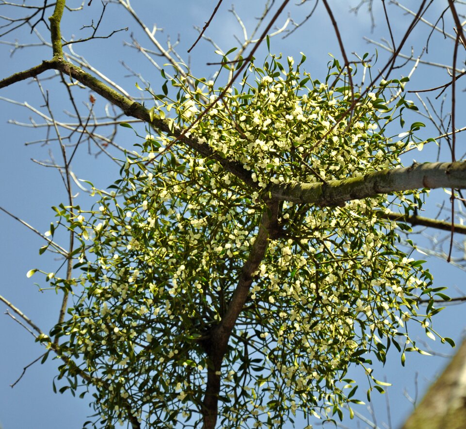 Bough white berry nature