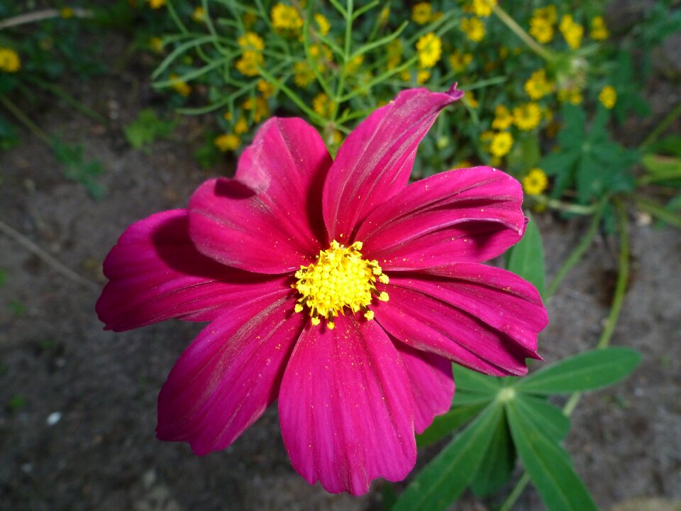 Pink flower flower garden