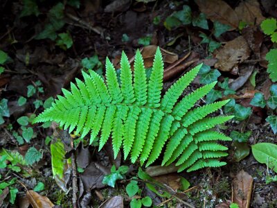 Plant foliage botany photo