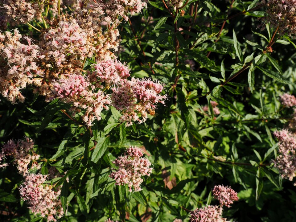 Bloom hylotelephium telephium sedum telephium l