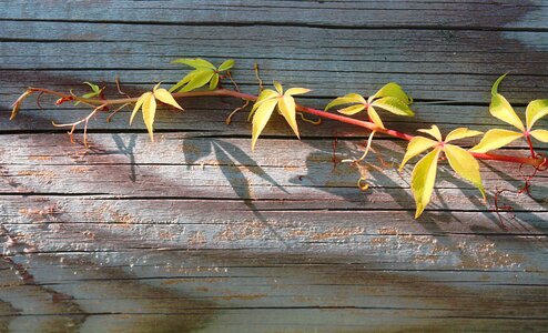 Wood autumn sunny