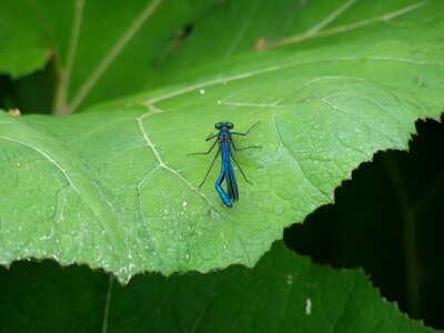 Insect macro blue flight insect photo