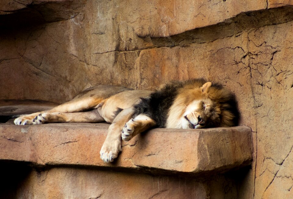 Animal brown sleeping